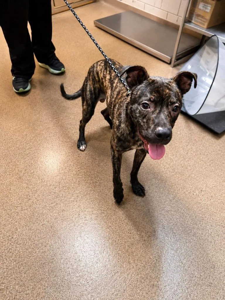 An adult medium-sized male Mixed Breed dog named Brindelicious McSpindelicious for adoption in Rome, GA