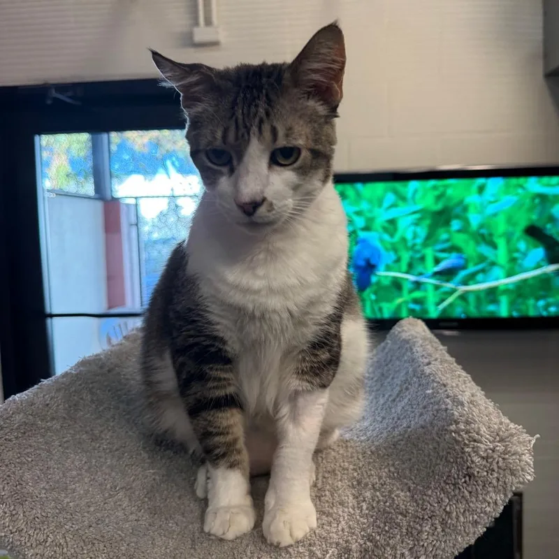 A senior extra large-sized male Brown / Chocolate Domestic Short Hair cat named Buddy for adoption in Sarasota, FL