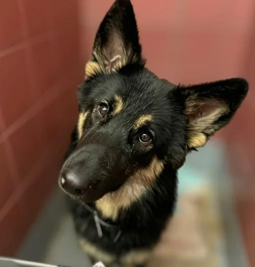 A young large-sized female German Shepherd Dog dog named Nami for adoption in Houston, TX