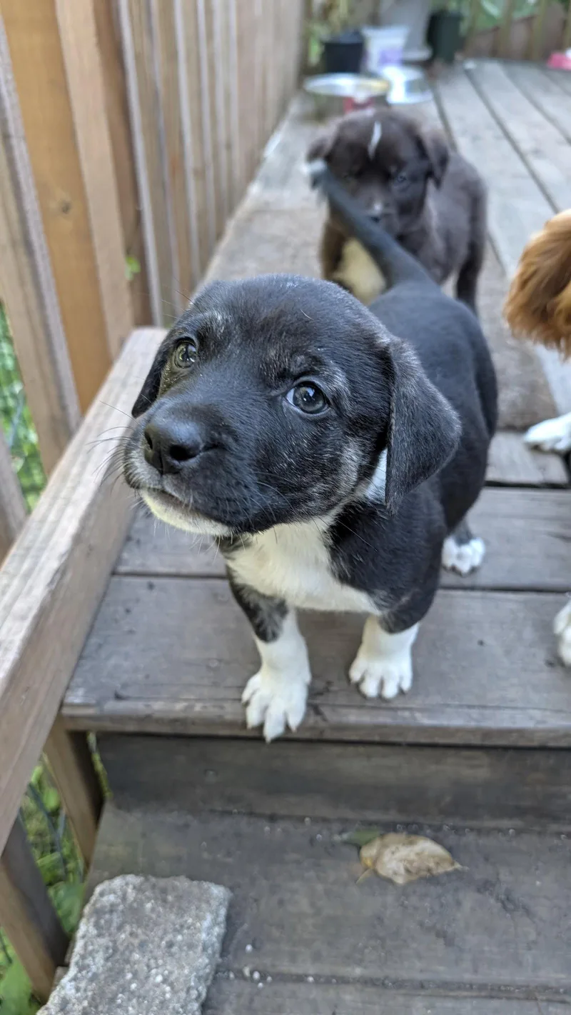 An adult large-sized female Great Pyrenees dog named Asiago for adoption in Brooklyn Center, MN