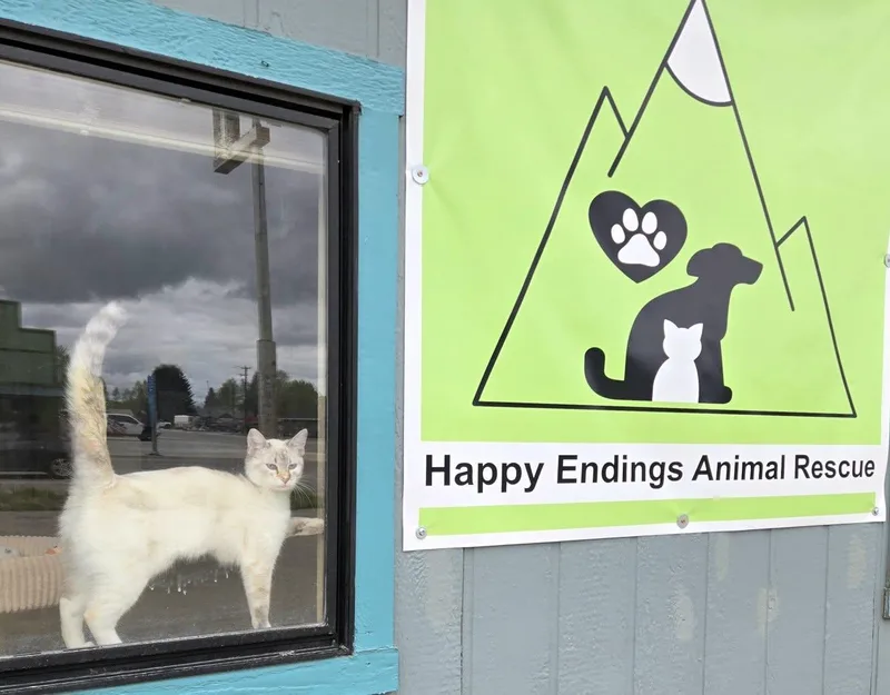 A baby small-sized female Cream / Ivory Siamese cat named Gypsy for adoption in Pinedale, WY