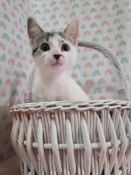 A baby small-sized female Domestic Short Hair cat named Spots for adoption in Bloomsburg, PA