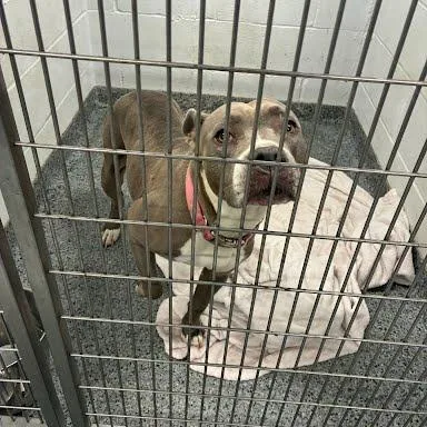 An adult large-sized female Mixed Breed dog named Sug for adoption in Jeffersonville, IN