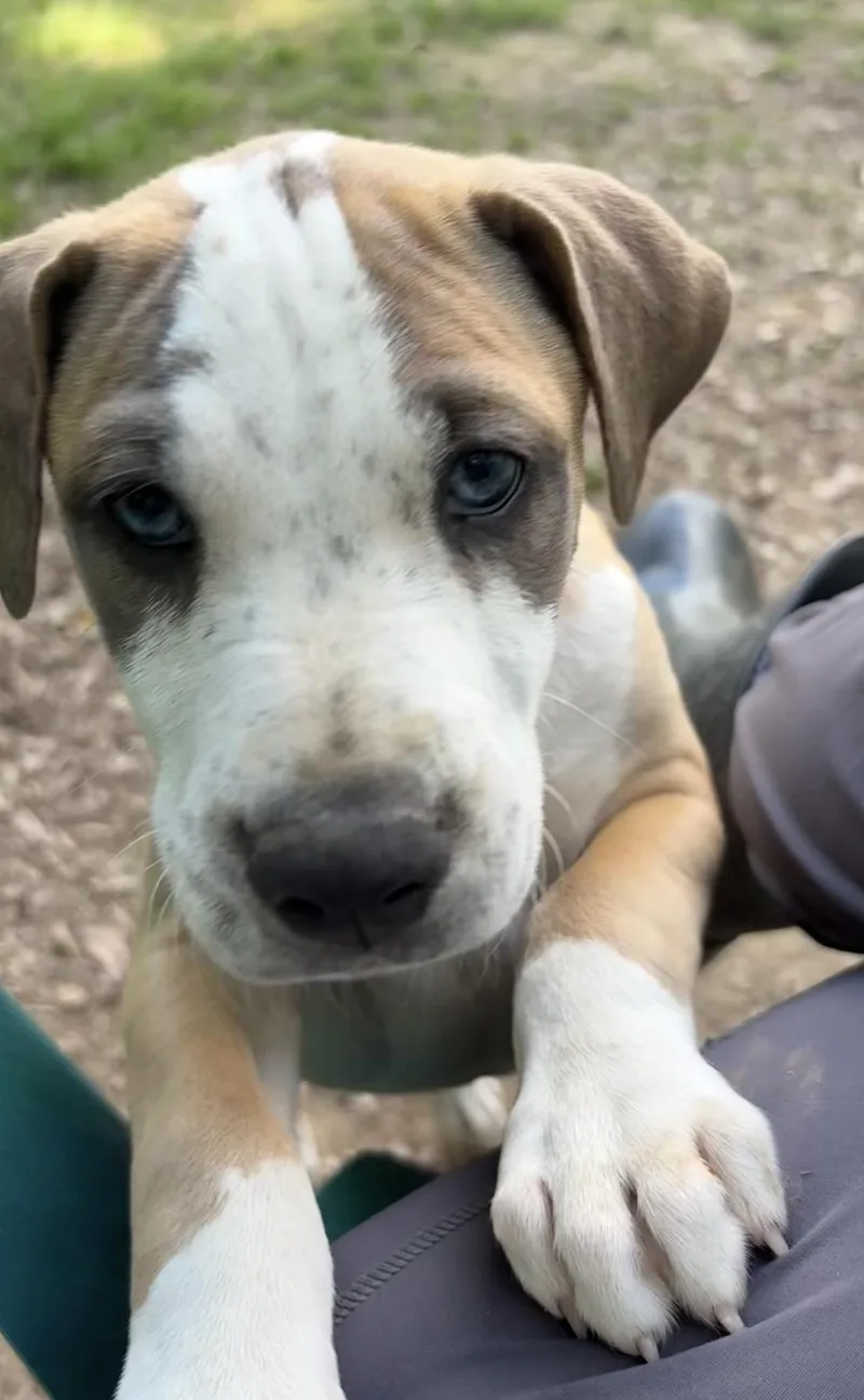 A baby medium-sized male Yellow / Tan / Blond / Fawn Labrador Retriever dog named Muscle Man for adoption in Watertown, CT