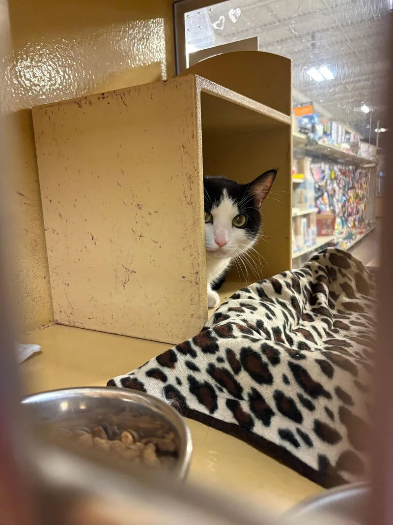 An adult medium-sized male Black & White / Tuxedo Domestic Short Hair cat named Dean for adoption in Wheaton, IL