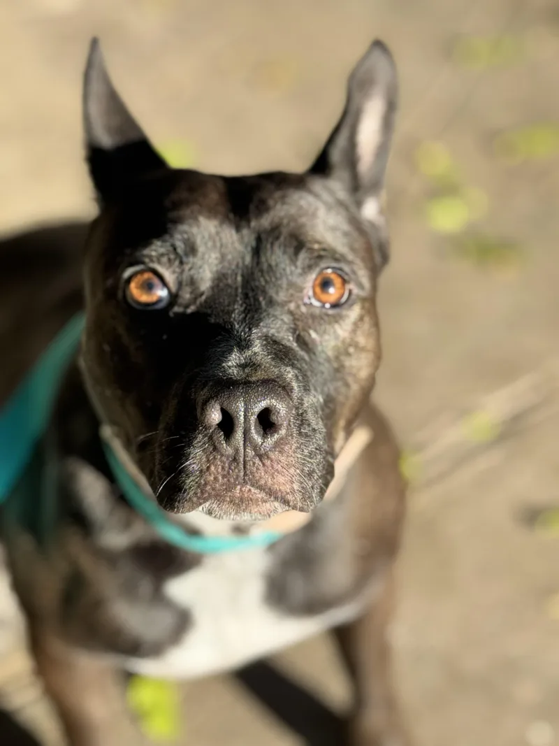 An adult medium-sized female Cattle Dog dog named Chicken for adoption in Burbank, CA