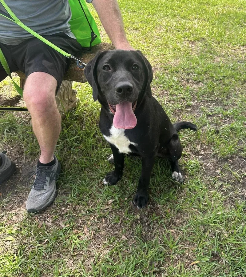 A young medium-sized male Black Labrador Retriever dog named Grant for adoption in Hillsdale, NY