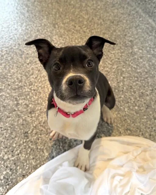 A baby medium-sized female Labrador Retriever dog named Christine for adoption in Boston, MA
