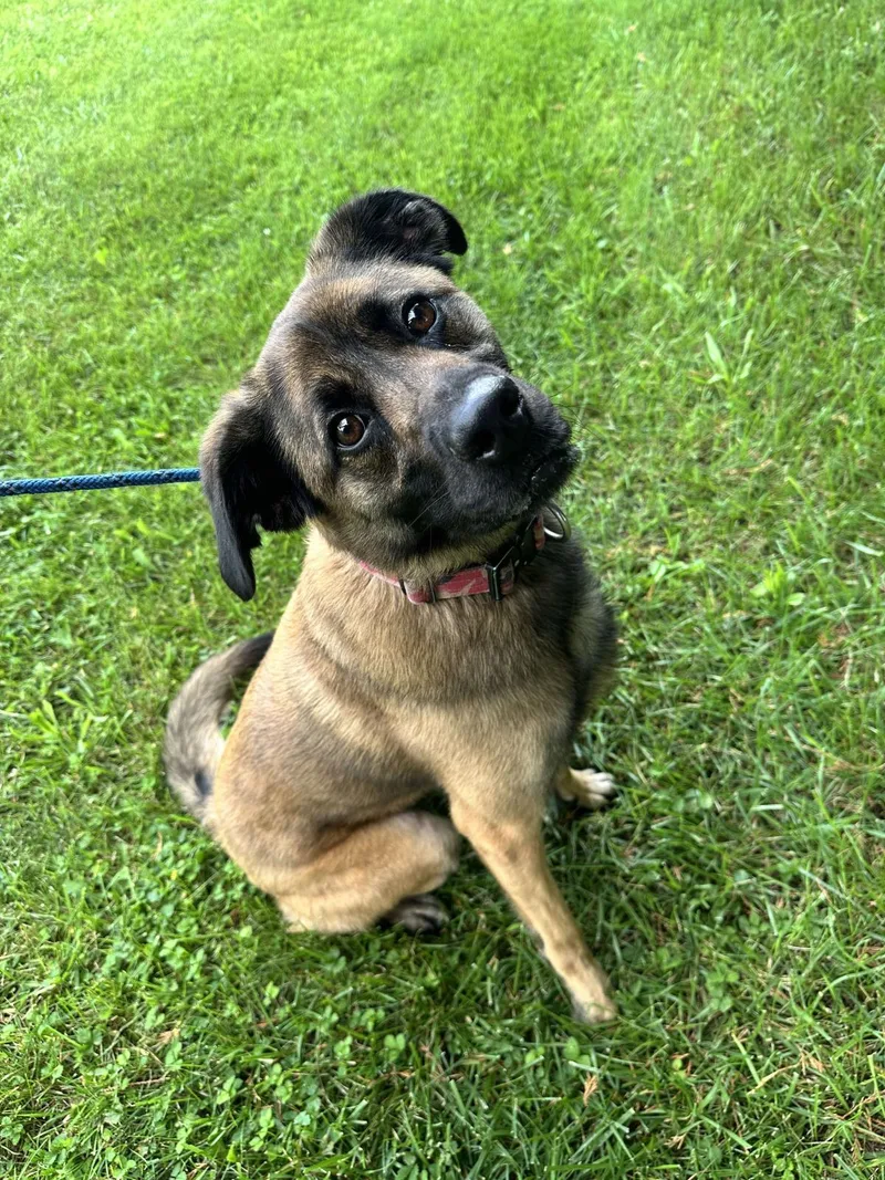 An adult large-sized female Shepherd dog named Willow for adoption in Front Royal, VA