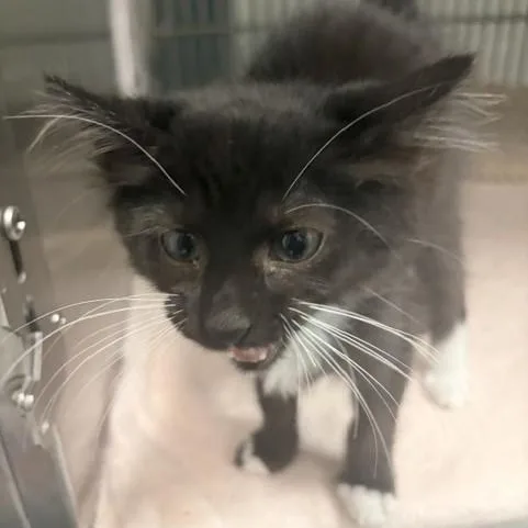 A baby medium-sized male Black & White / Tuxedo Domestic Short Hair cat named Bilbo for adoption in Allen, TX
