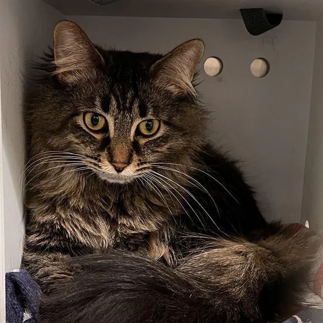 A young medium-sized female Domestic Long Hair cat named Brooklyn for adoption in Methuen, MA