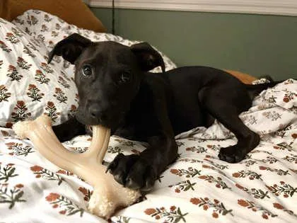 A baby small-sized female Mixed Breed dog named Cassidy for adoption in Memphis, TN