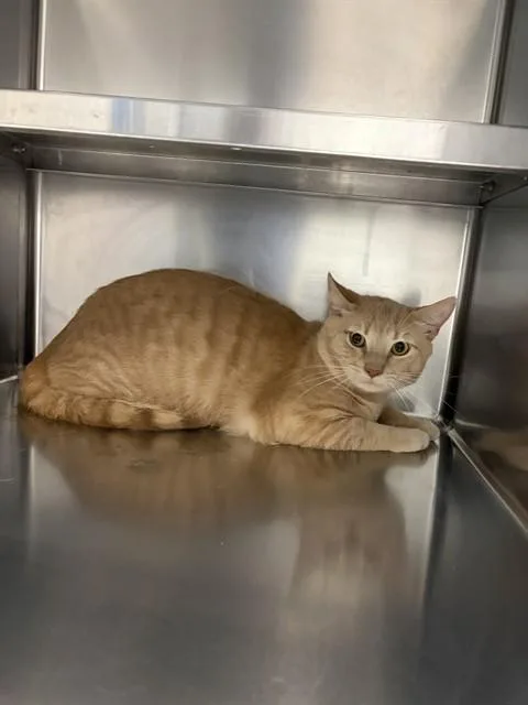 A young medium-sized male Domestic Short Hair cat named Peaches for adoption in Saint Peters, MO