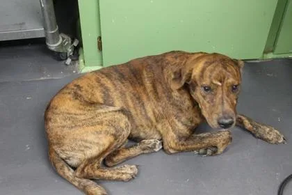 An adult large-sized male Black Mouth Cur dog named Tiger for adoption in Picayune, MS