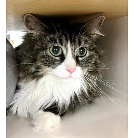 An adult medium-sized female Tabby (Brown / Chocolate) Tabby cat named Salem for adoption in Salt Lake City, UT