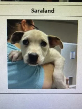 A baby medium-sized female Mixed Breed dog named Saraland for adoption in West Chester, PA