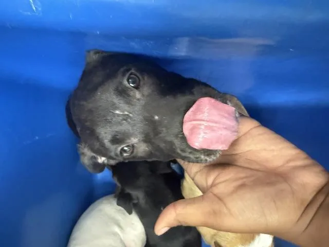 A baby large-sized male Mixed Breed dog named Sun for adoption in Dallas, TX