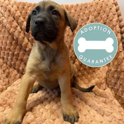 A baby small-sized female Mixed Breed dog named Princess Moana for adoption in Janesville, WI