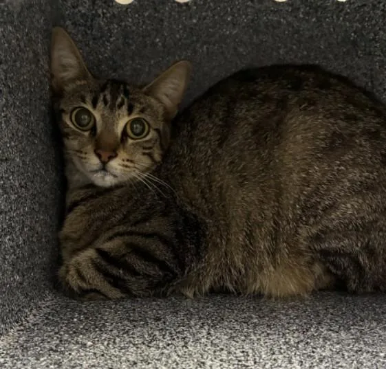 A young medium-sized female Domestic Short Hair cat named Shelby for adoption in Naples, FL