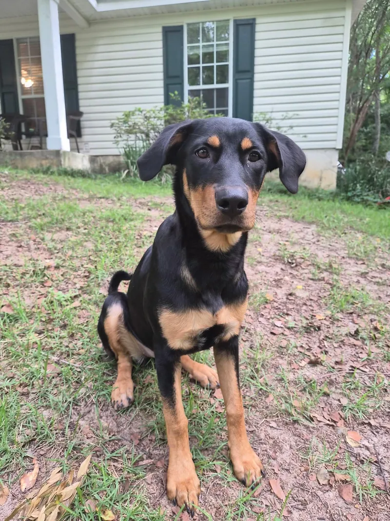 A young medium-sized female Hound dog named Zelda for adoption in Mobile, AL