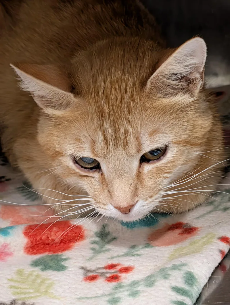 An adult medium-sized female Tabby (Orange / Red) Tabby cat named Acacia for adoption in Marietta, OH