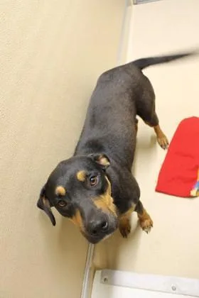An adult medium-sized female Black Mouth Cur dog named Moxxi for adoption in Picayune, MS