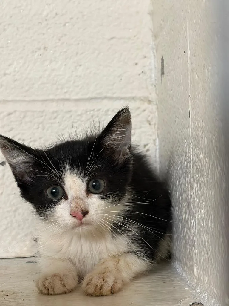 A baby small-sized female Domestic Short Hair cat named Daphne for adoption in Ada, OK