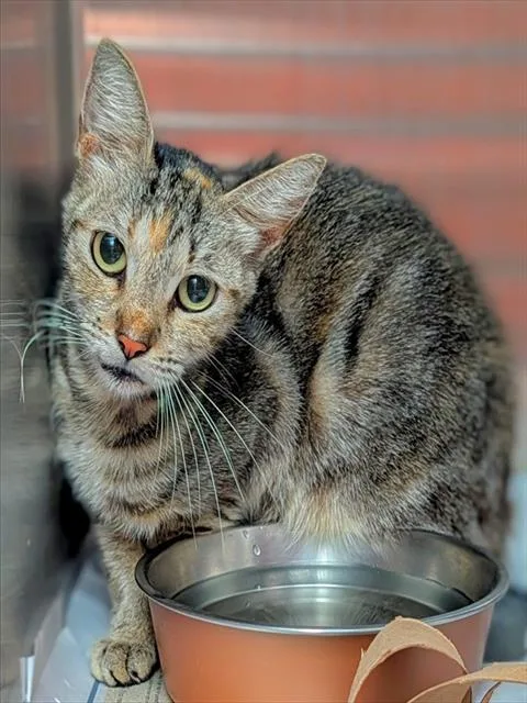 A senior large-sized female Domestic Short Hair cat named Makenzie for adoption in Fort Lauderdale, FL