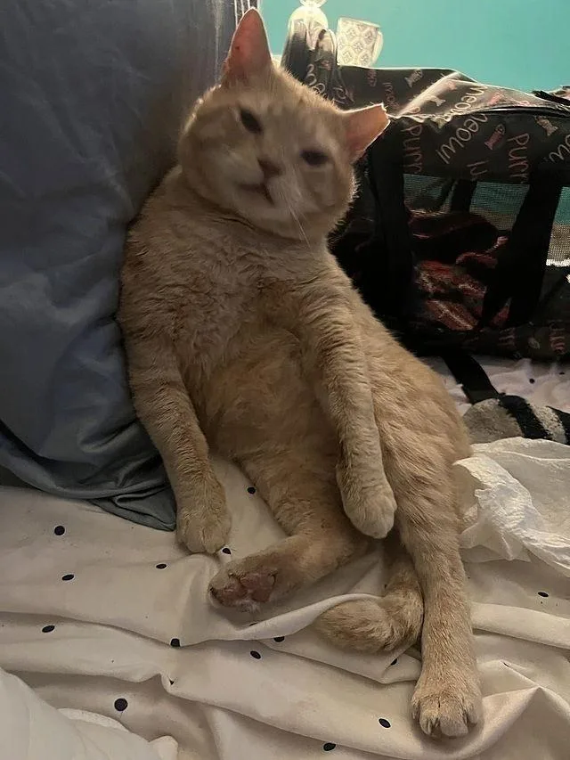 Garfield K thumbnail 2