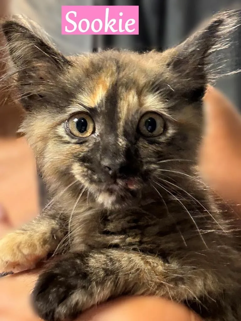 A baby medium-sized female Domestic Short Hair cat named Sookie for adoption in Hoover , AL