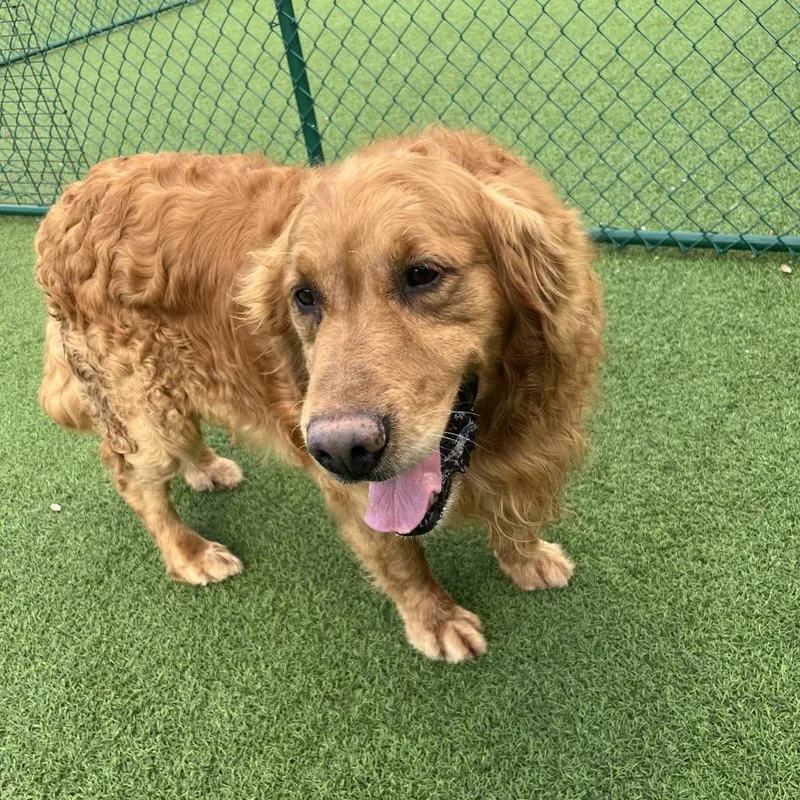 Honey Bear thumbnail 2