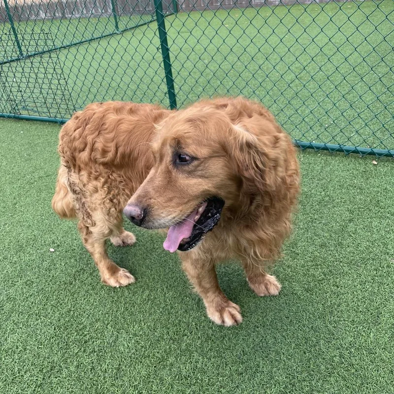 Honey Bear thumbnail 3