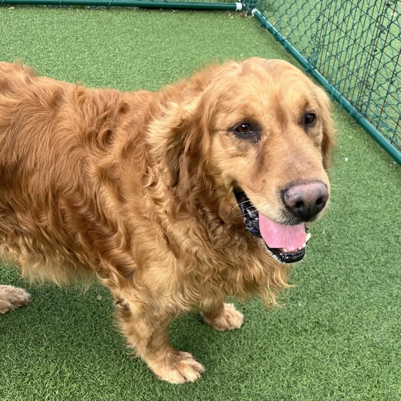 Honey Bear thumbnail 4