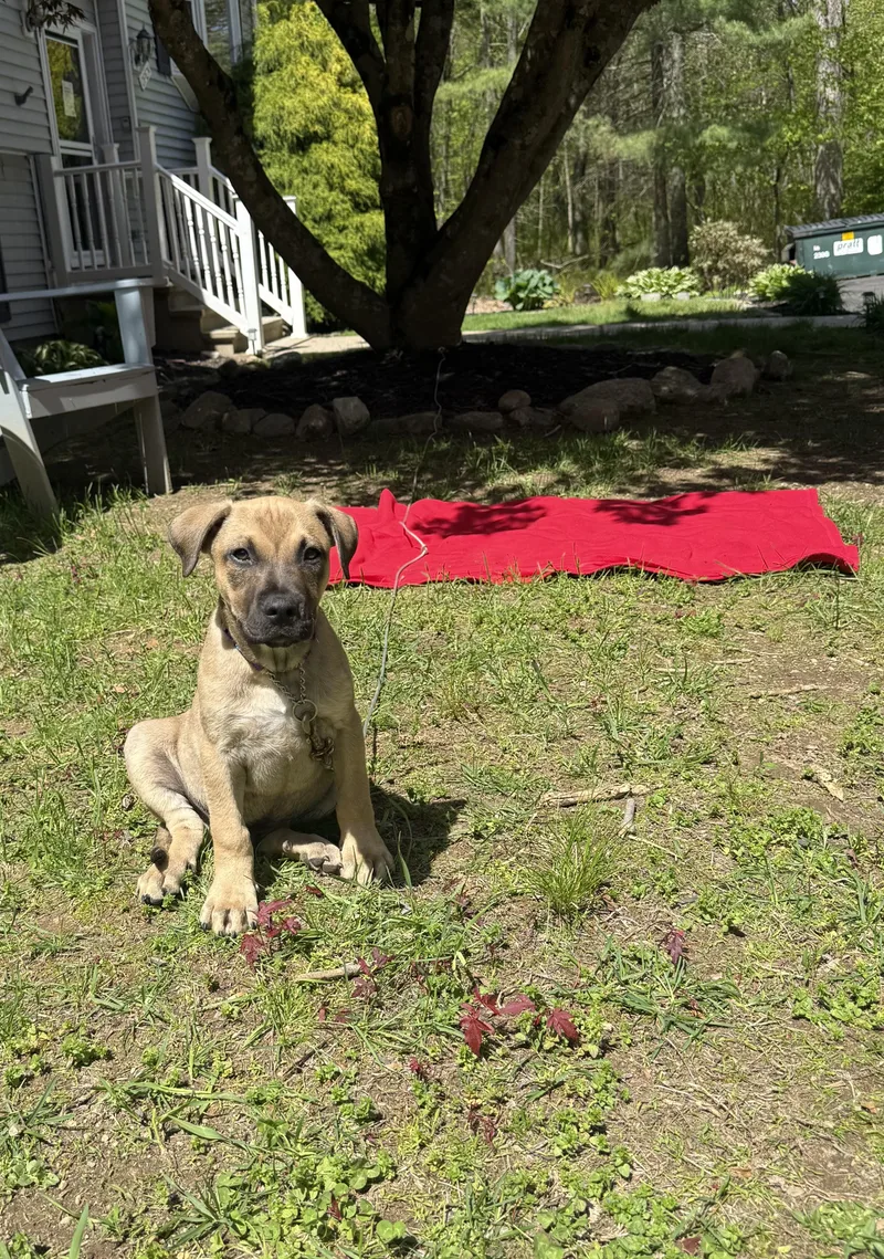 A baby medium-sized male Yellow / Tan / Blond / Fawn Mixed Breed dog named Kane for adoption in Douglas, MA
