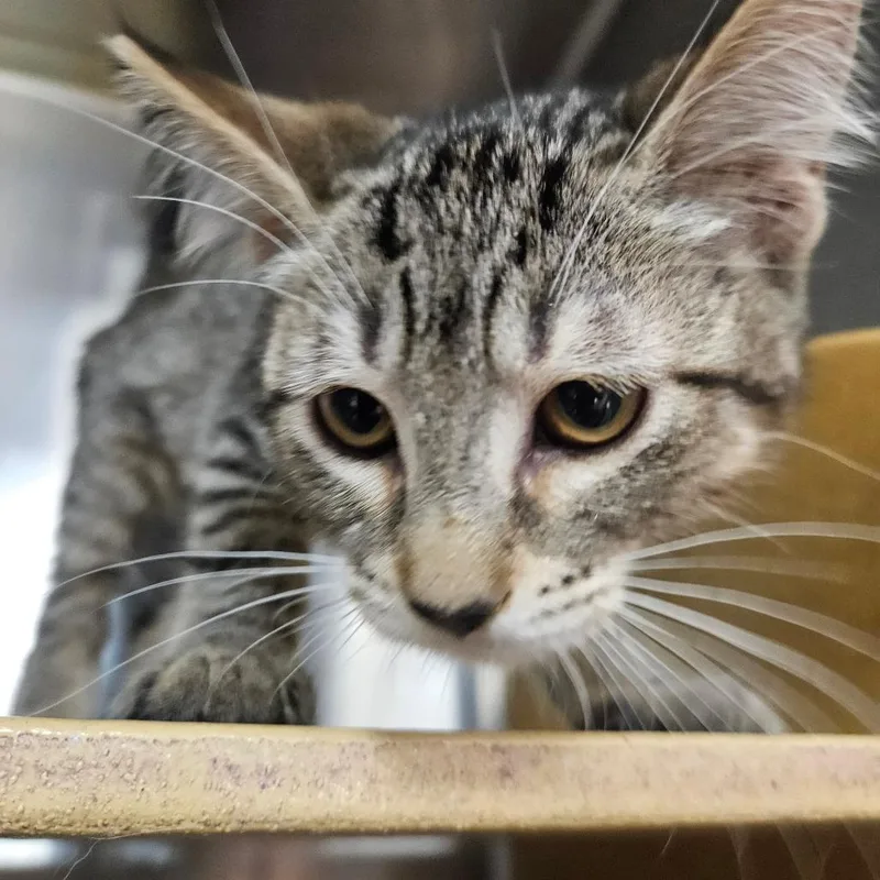 A baby small-sized female Brown / Chocolate Domestic Short Hair cat named Meowtini for adoption in Grantsville, UT