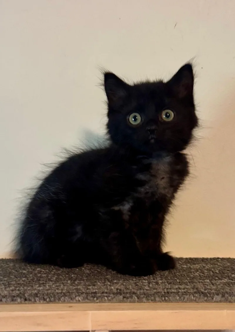 A baby small-sized female Black Domestic Short Hair cat named Ashland for adoption in Seven Valleys, PA