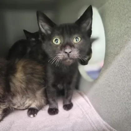 A baby small-sized male Domestic Short Hair cat named Antinous for adoption in Sacramento, CA