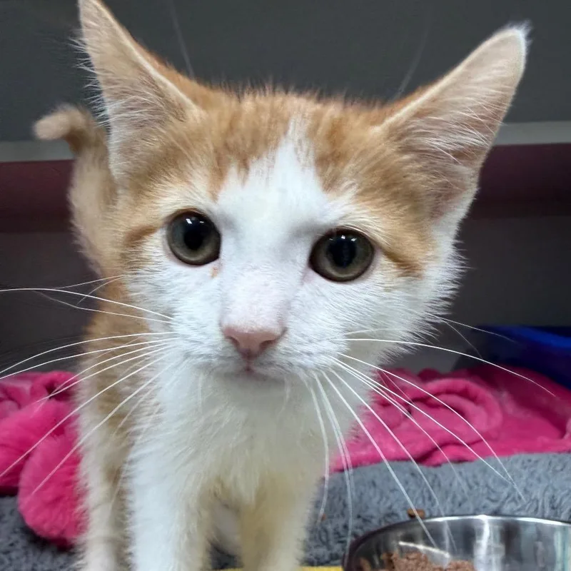 Whiskers thumbnail 2