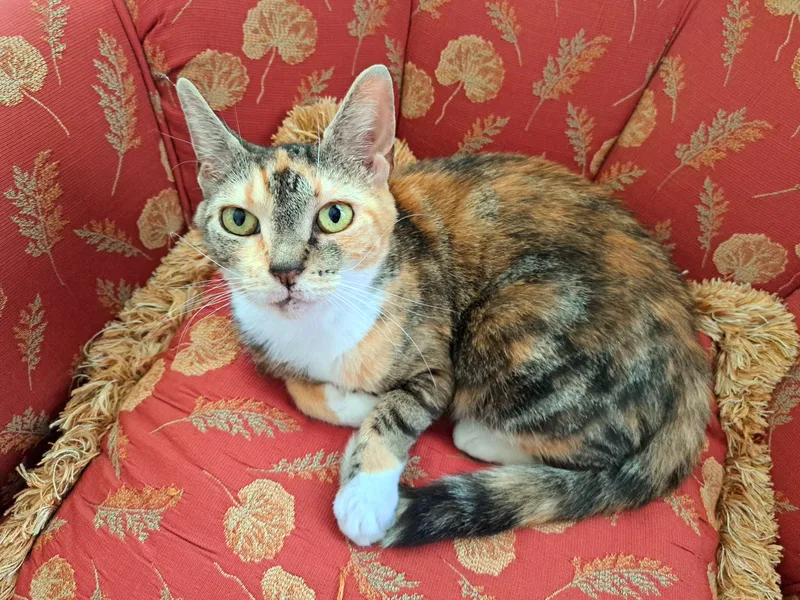 Gigi