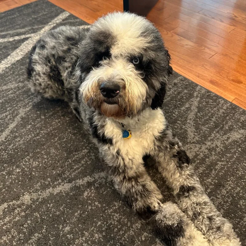 An adult small-sized male Gray / Blue / Silver Mixed Breed dog named Rizzo for adoption in Houston, TX