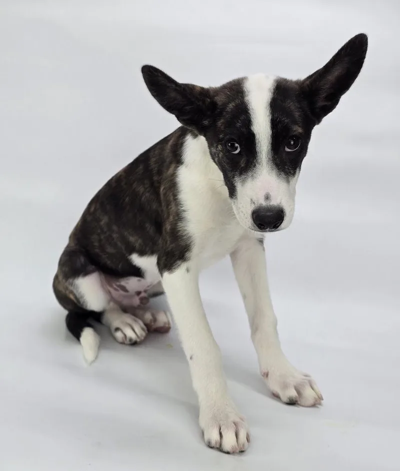 A baby large-sized male German Shepherd Dog dog named Blade for adoption in Sedalia, CO