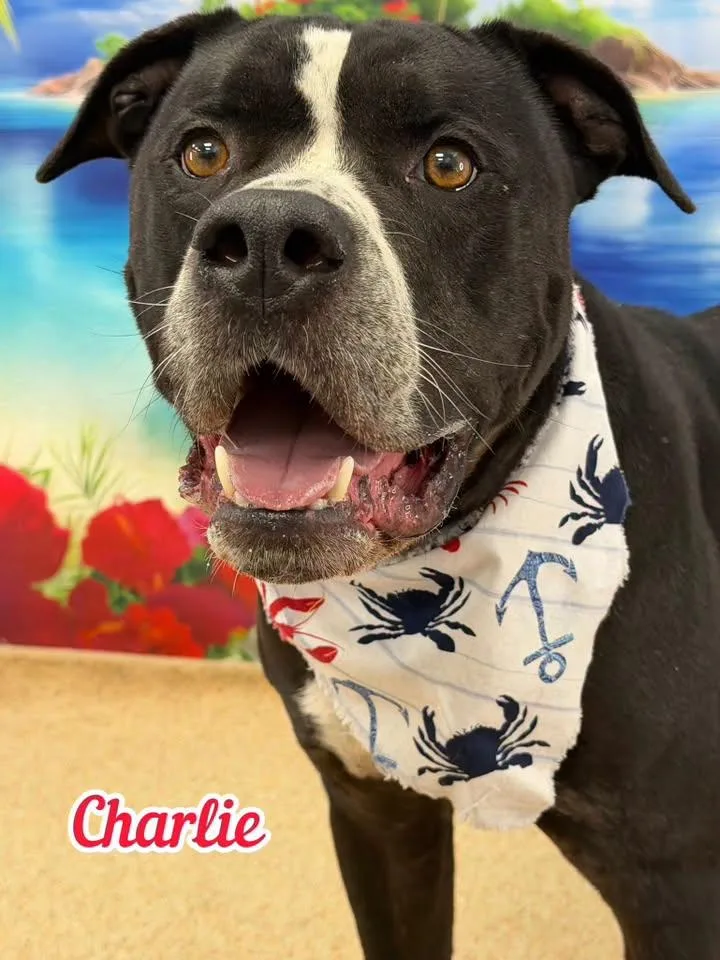An adult large-sized male Black Mixed Breed dog named Charlie for adoption in Flint, MI