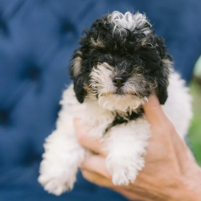 A baby small-sized male Miniature Poodle dog named Yankee for adoption in Zionsville, IN