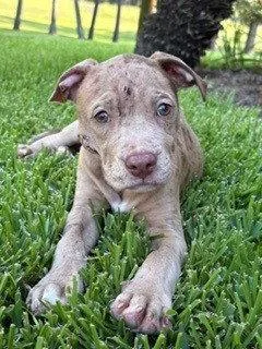 A baby medium-sized male Pit Bull Terrier dog named Huck for adoption in Shreveport, LA