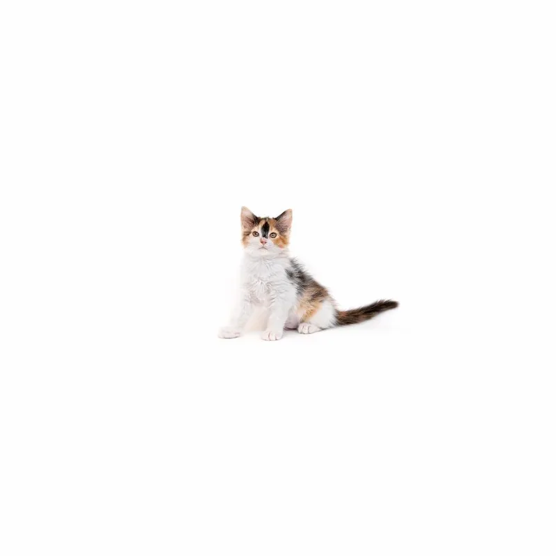 A baby small-sized female Calico Domestic Short Hair cat named Miss Flufferton for adoption in Playa Vista, CA