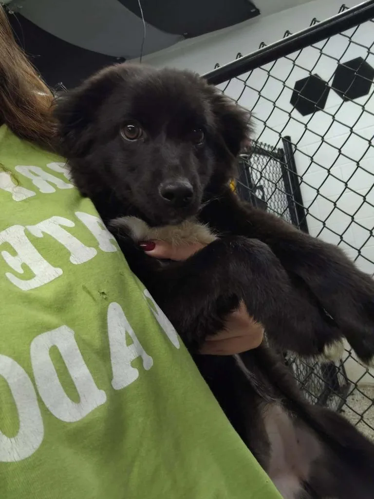 A baby medium-sized female Australian Cattle Dog / Blue Heeler dog named Calla Lily for adoption in Republic, MO