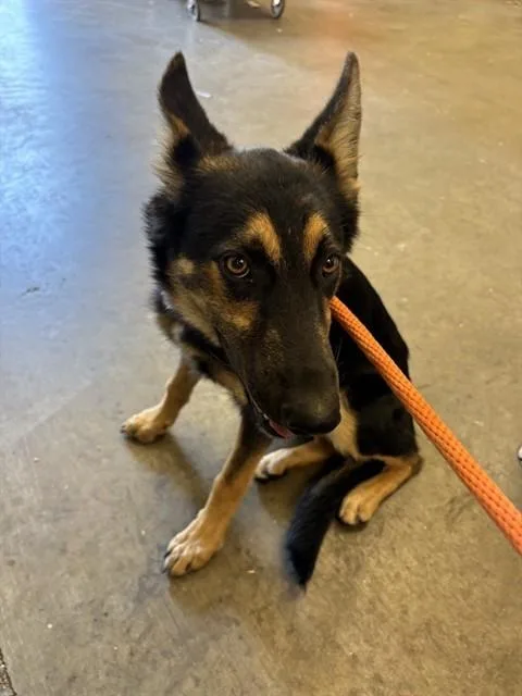 A young medium-sized female German Shepherd Dog dog named Briar for adoption in Ontario, CA