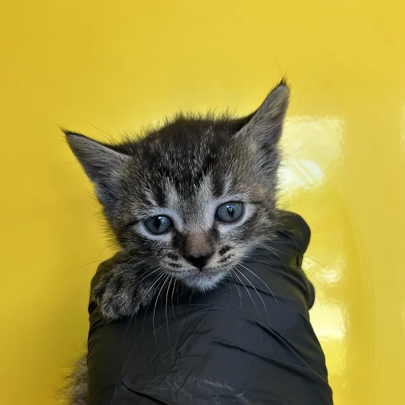 A baby small-sized female Black Domestic Short Hair cat named Oceana for adoption in Abilene, TX