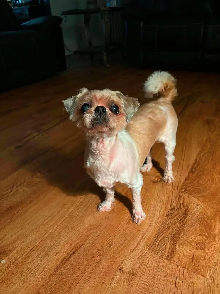 Bootsie thumbnail 2