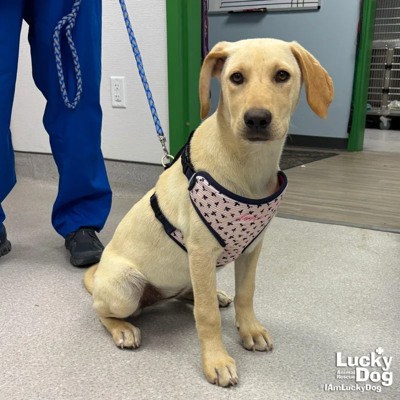 A baby large-sized female Labrador Retriever dog named Ethel for adoption in Washington, DC